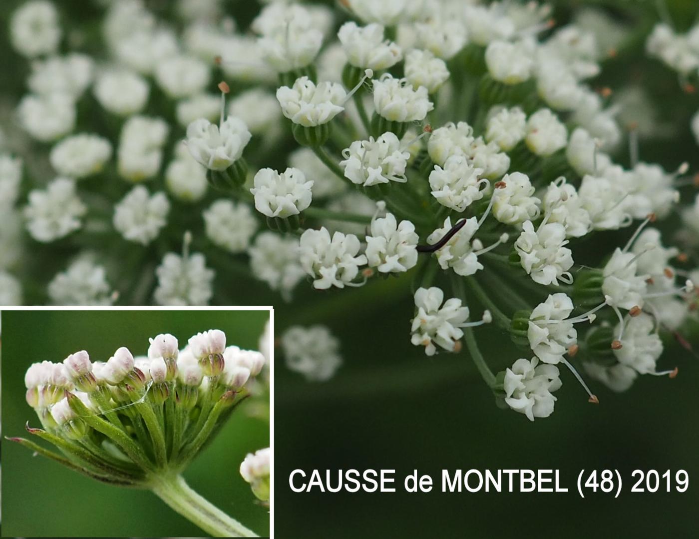 Cambridge Milk-parsley flower